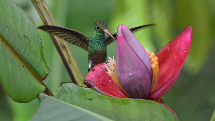 Individualreise Ecuador Kolibri