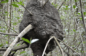Mangrovenwald und Termitennest in Ecuador
