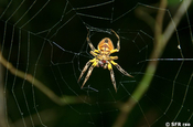 Spinne unbekannt in Ecuador