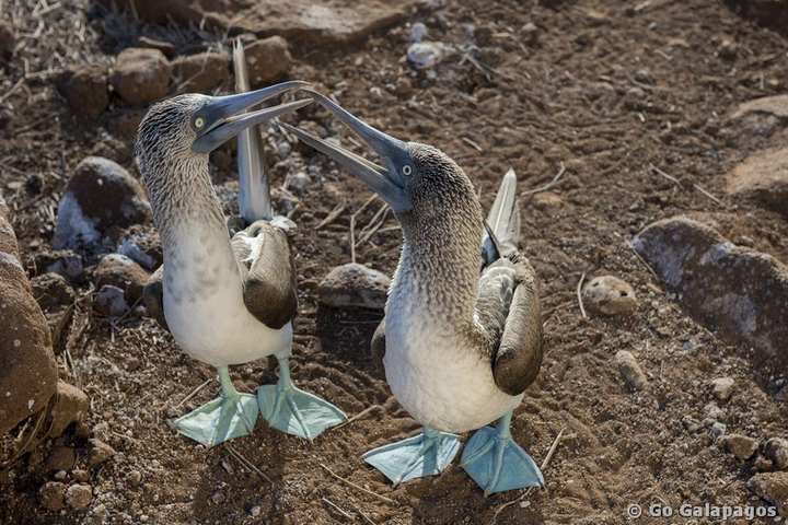 Blaufusstölpel Sula nebouxii Paar schnäbelnd Galapagos