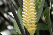 Calathea crotalifera (Marantaceae), Ecuador