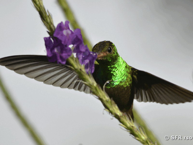 Kolibri an einer Blüte