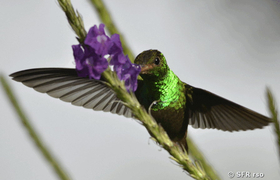 Kolibri an einer Blüte