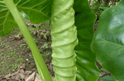 Camacho neue Blätter in Ecuador