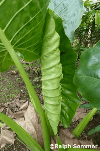 Camacho neue Blätter in Ecuador