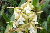 Eoidendrum Orchidee im Reservat Yanacocha in Ecuador