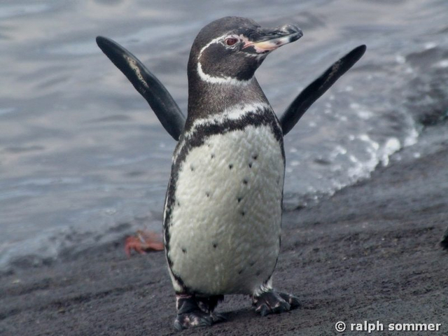 Humboldt Pinguin Spheniscus homboldti flügelschlagend Galapagos