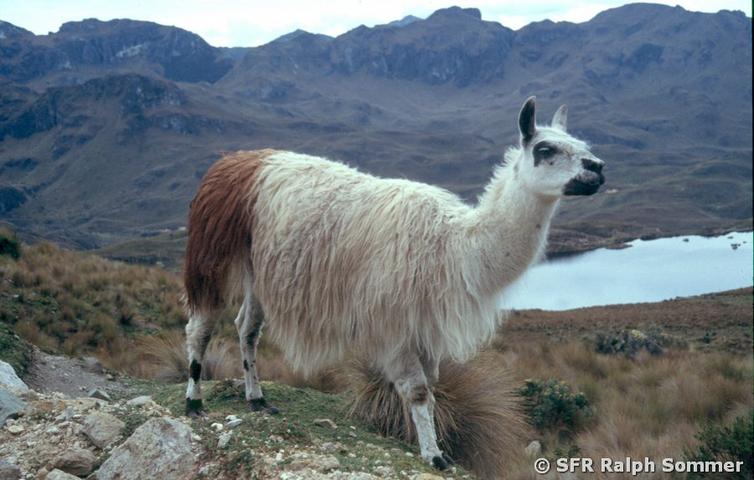 Lama im Nationalpark Cajas in Ecuador