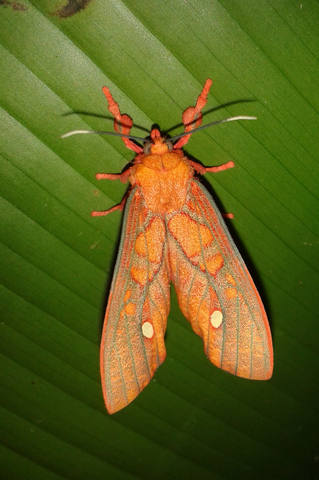 Metamorphose Motte vollendet in Ecuador