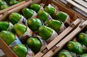 Papaya Versand in Ecuador