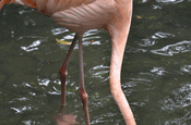 Rosa Flamingo im Parque Historico Guayaquil, Ecuador