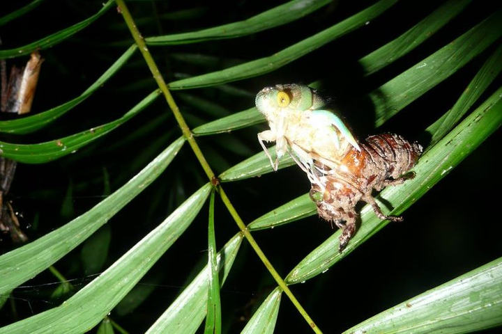 Schluepfende Zikade in Ecuador