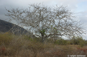 Balsambaum auf der Insel Santiago, Galapagos