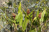 Elleanthus Discolor Orchidee in Cuicocha, Ecuador