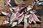 Fische präpariert für Köder in Ecuador