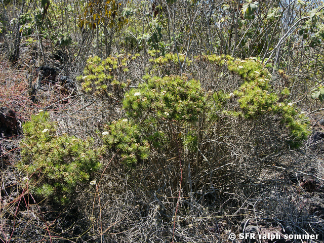 Lecocarpus pinnatifidus Vulkan Sierra Negra Galapagos