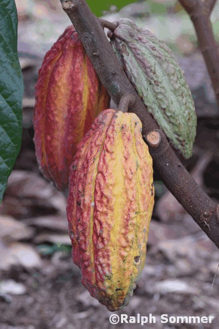 Kakaofrucht in Ecuador