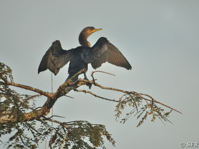 Kormoran