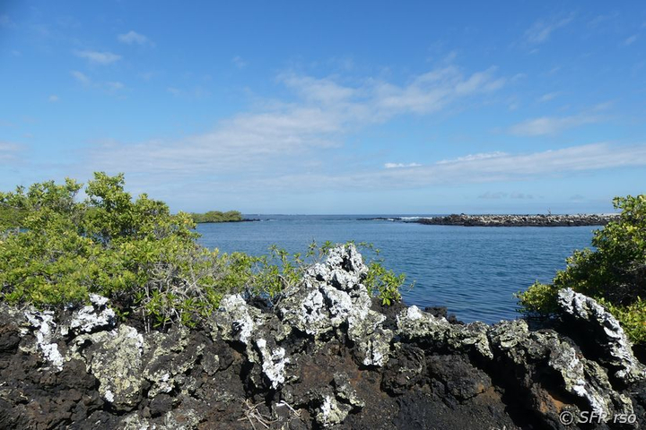 Las Tintoreras, Galapagos