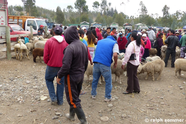 Schafe auf Viehmarkt in Ecuador