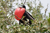 Fregattvogel mit rotem Kehlsack auf Isla de la Plata in Ecuador