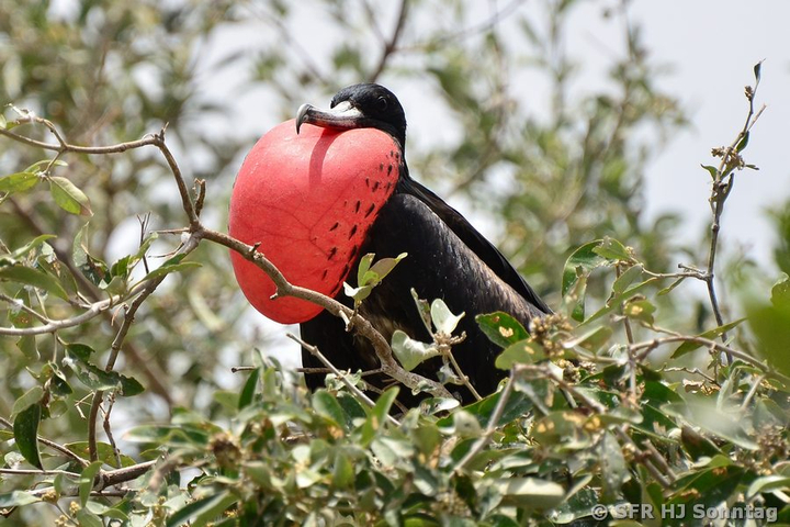 Fregattvogel mit rotem Kehlsack auf Isla de la Plata in Ecuador