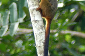 Goldmantel Tamarin Napo Wildlife Center Ecuador