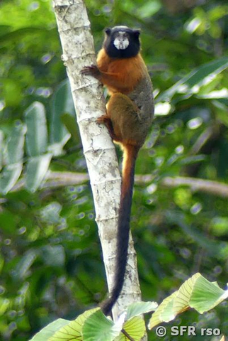 Goldmantel Tamarin Napo Wildlife Center Ecuador