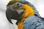 Macaw im Parque Historico Guayaquil, Ecuador