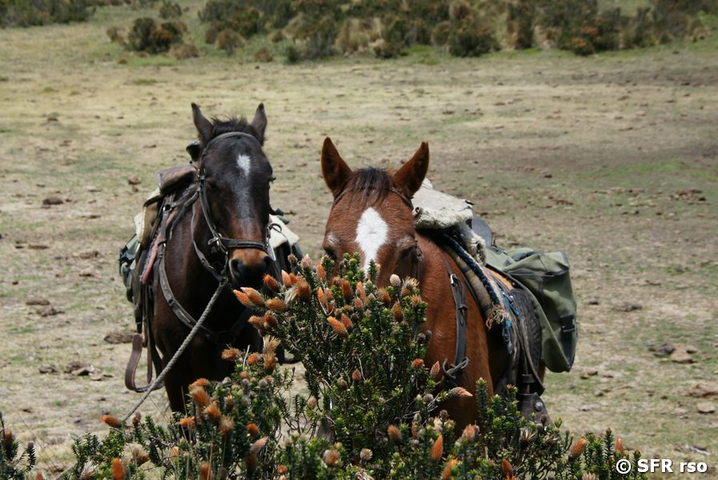 Pferde Hosteria el Porvenir Cotopaxi Ecuador 