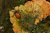 Zigzag Fungus beetle in Ecuador