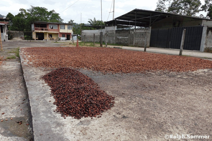 Cacao trocknen in Ecuador
