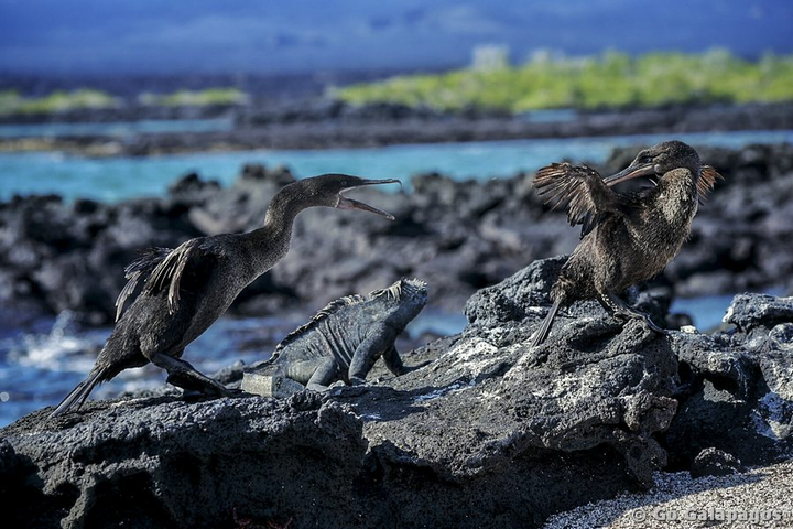 Flugunfähiger Kormoran Phalacrocorax harrisi und Meerechse Galapagos