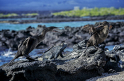 Flugunfähiger Kormoran Phalacrocorax harrisi und Meerechse Galapagos