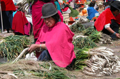 Lauchzwiebeln aussortieren in Ecuador