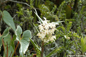 Orchidee Maxillaria in Ecuador