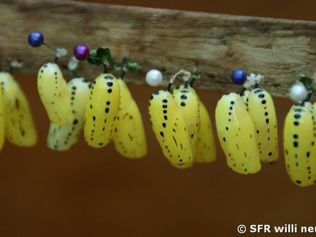 Puppen im Schmetterlingshaus