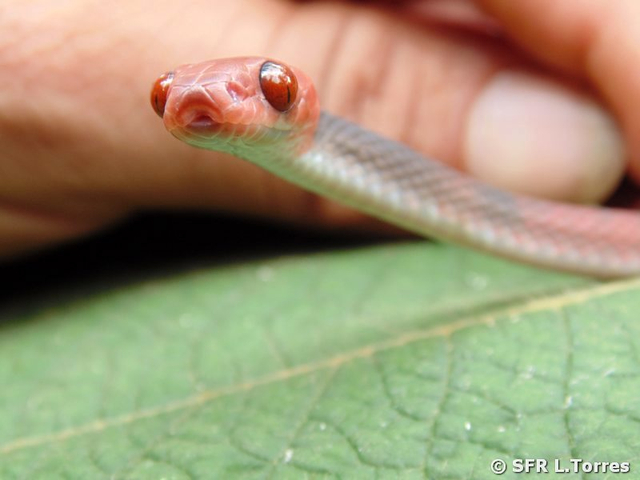 Tripanurgos Comopresus red vine snake in Ecuador