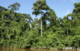 Urwald in Ecuador