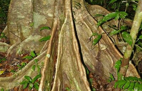 Ceiba-Kapok-Baum