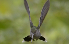 Kolibri (grey breasted sabrewing)