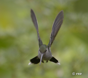 Kolibri (grey breasted sabrewing)