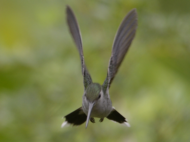 Kolibri (grey breasted sabrewing)