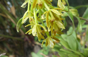 Epidendrum spicatum in Ecuador
