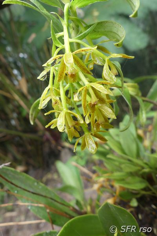 Epidendrum spicatum in Ecuador