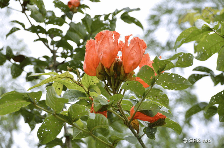 Afrikanischer Tulpenbaum in Ecuador