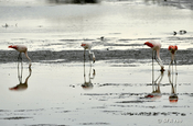 Chile Flamingos in Garnelenteich bei El Matal, Ecuador