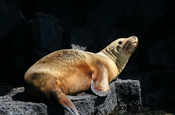 Seelöwe Zalophus wollebaeki auf Felsen Isabela Galapagos