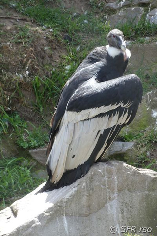 Kondor, Ecuador