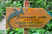 Hammerhai Schild, Hammerhead Shark, Martello  
